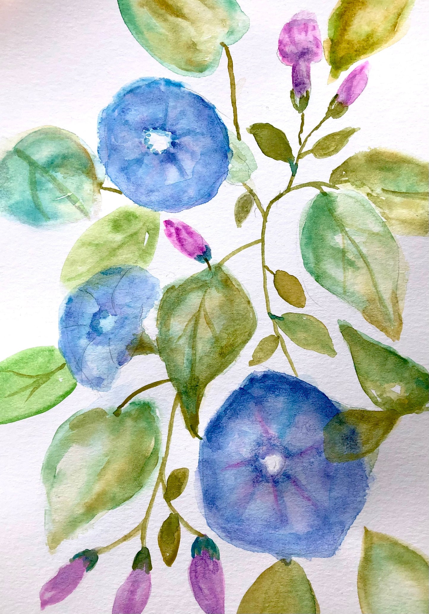 Morning Glory's Original Watercolor Painting by Pamela Squires